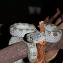 Víbora de pestañas, vibora de tierra fria