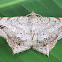 Geometrid Moth