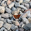 Mourning Cloak