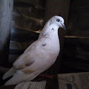 Dove