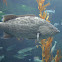 Broomtail Grouper