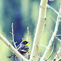 Yellow-rumped Warbler