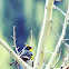 Yellow-rumped Warbler