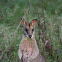 Agile Wallaby