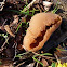 cup fungus