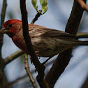 House Finch - Male