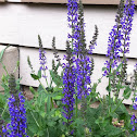 Woodland Sage