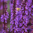 Western Honey Bee