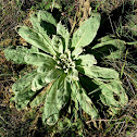 Great Mullein