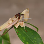 White Mantis