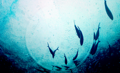 How to install Picbel Water Live Wallpaper patch 1.0 apk for android