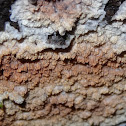 Gloeoporus taxicola