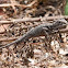 Baby Eastern Bearded Dragon