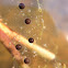 Tadpole eggs! I think tree frog?