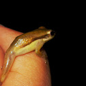 Sapito