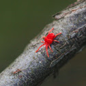 Giant red velvet mite