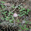 Mycena