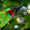 Red Throated Barbet
