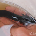 Lesser Siren