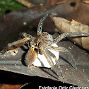 Araña Lobo