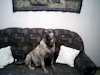 Cachorros Cimarrones