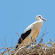 White stork