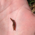 Garden slug