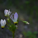 Island Shooting Star