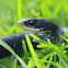 Black racer or Eastern Racer
