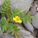 Pacific Silverweed