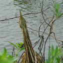 American Bittern