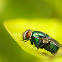 Green Bottle Fly