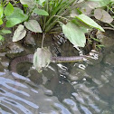 Puff-faced water snake, Masked water snake, Dog-face water snake