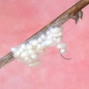 Parasitic Wasp Larve