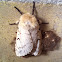 Gypsy Moth - Female