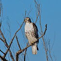 Red-Tailed Hawk