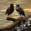 Common Myna