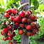 Chontaduro, peach palm fruit