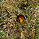Plain Tiger or Lesser Wanderer   (male)
