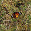 Plain Tiger or Lesser Wanderer   (male)