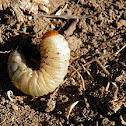 White curl grub