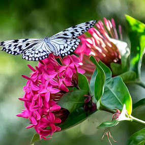 Paper Kite on Fluid Blossoms by Bill Tiepelman - Nature Up Close Flowers ( progress, paper kite, petals, fine art, insect, blossom, flourish, macro, nature, wings, prosper, pink, develop, flower, closeup, butterfly, up close, succeed, green, bloom, mature, grow, bug, thrive, garden, floral )