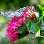 Paper Kite on Fluid Blossoms by Bill Tiepelman - Nature Up Close Flowers ( progress, paper kite, petals, fine art, insect, blossom, flourish, macro, nature, wings, prosper, pink, develop, flower, closeup, butterfly, up close, succeed, green, bloom, mature, grow, bug, thrive, garden, floral )