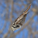 Northern Hawk Owl