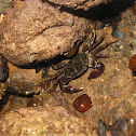 warty crab