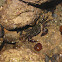 warty crab