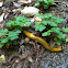 Banana slug