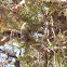 Hoary Bat