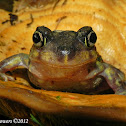 Eastern Spadefoot
