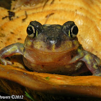 Frogs in Tennessee